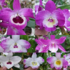 Dendrobium Nobile colori a sorpresa. Varieta’ esclusive ” violaluca orchidee”