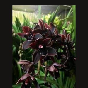 B8-cymbidium mini “Cali Night “- pianta senza fiori-colore molto scuro quasi nero!!