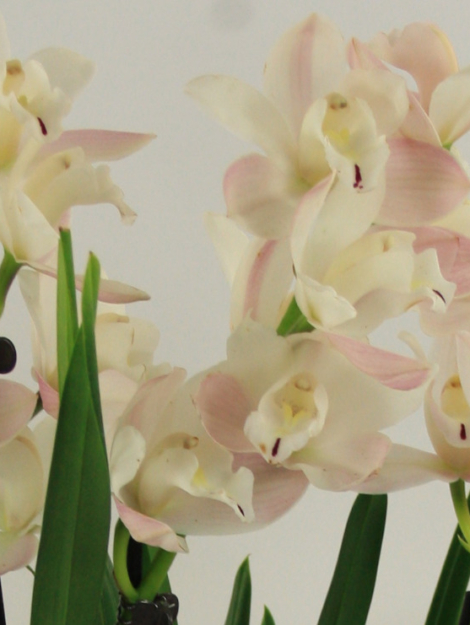 siamo fiori