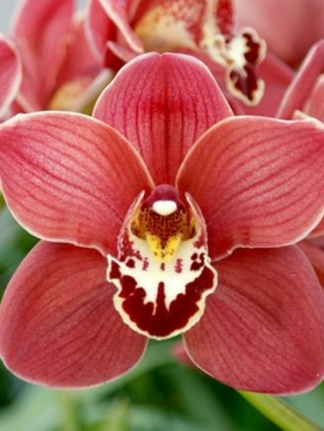 cymbidium_NG1