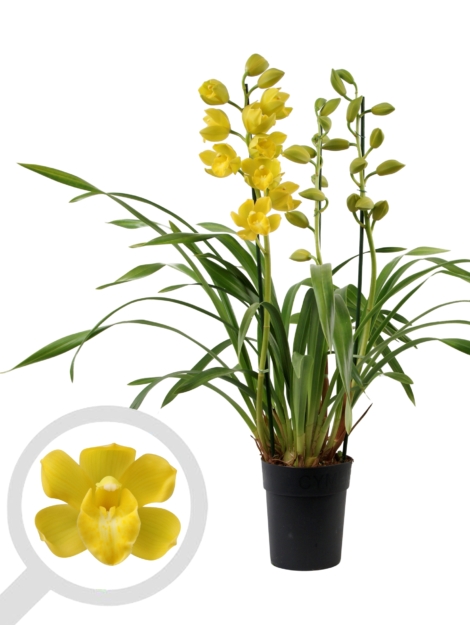 Cymbidium Kusada Fantasy 3+ tak