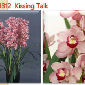 B1.Cymbidium a fiore grande “CQ1312-Kissing Talk”: piante adulte senza fiore