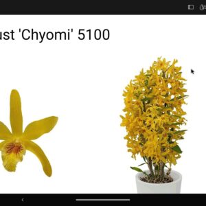 Dendrobium Nobile ” Stardust Chyomi” con minimo 3 steli!!!!!!