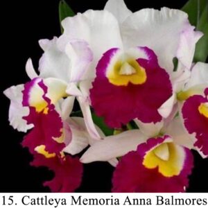 B6-Cattleya senza fiori a cestello “Memoria Anna Balmores”