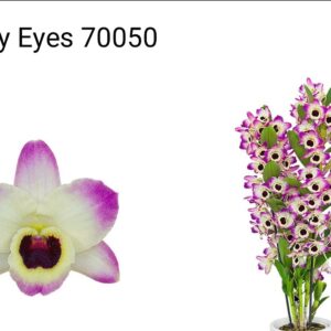 B5-Dendrobium Nobile ” Sunny Eyes” con uno stelo