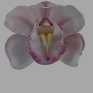 B10-Cymbidium “Leontine”: piante adulte senza fiore nel vaso 14 cm