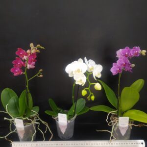 B11-Phalaenopsis multiflora a 1 stelo nel vaso 9 cm. – Possibilita’ di scegliere il colore