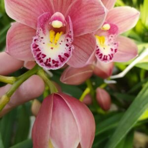 B10-Cymbidium Midi “Pink Perfection”: piante adulte con e senza fiori nel vaso 14 cm-possibilita’ di scegliere il numero dei rami