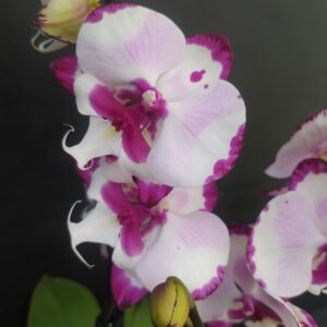 B11-Phalaenopsis Aladdin – piante senza fiori