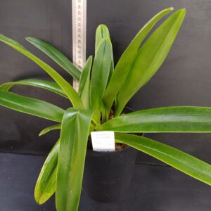 Paphiopedilum : piante senza fiori nel vaso 14 cm.