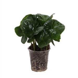 B11-pianta del caffe’ nel vaso diametro 6 cm.