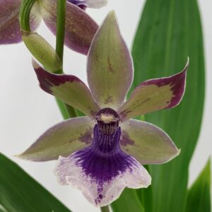 B12-Zygopetalum creme/blue : piante senza fiori