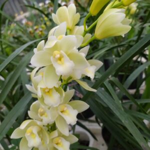 Cymbidium mini “Creme White”- piante con e senza fiori – nel vaso 14 cm.-possibilita’ di scegliere il numero dei rami