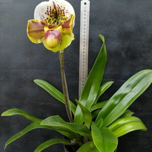 Paphiopedilum : pianta con un fiore nel vaso 14 cm.