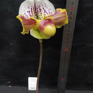 Paphiopedilum fiore reciso-tagliato fresco e spedito con fialetta di acqua