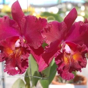 cattleya rossa fiori