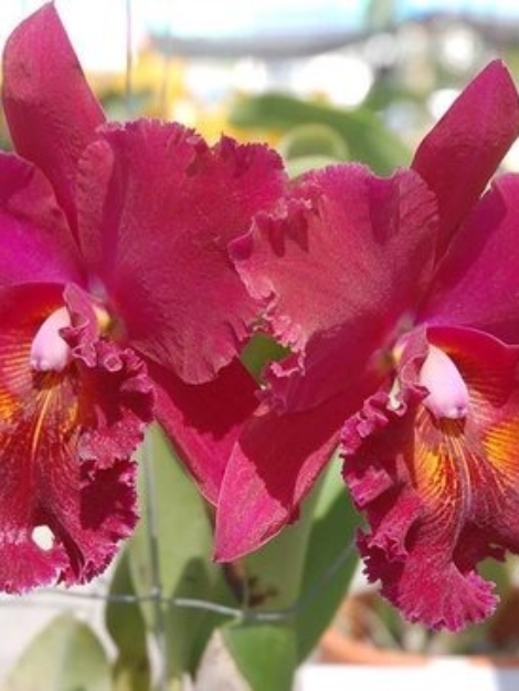 cattleya rossa fiori
