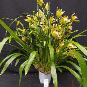 B9. Cymbidium Mini “Tiger Tail” . Piante con e senza  fiori nel vaso 12 cm.-possibilita’ di scegliere il numero dei rami