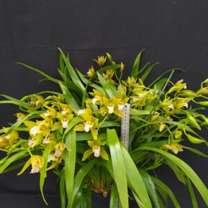 B9-Cymbidium mini “Tiger Tail”: piante adulte con o senza fiore nel vaso 14 cm-possibilita’ di scegliere il numero dei rami