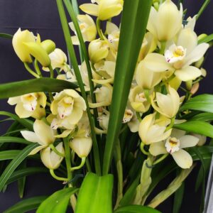C12-Cymbidium “Earlisue Paddy”-vaso 14 cm.- da 3 rami a 11 rami-piante belle piene