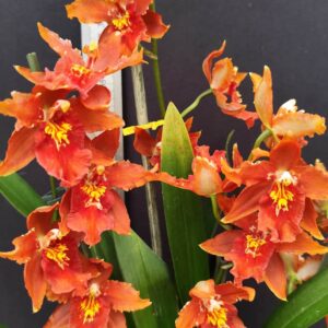C15-Odontoglossum”Vulcano”-piante con e senza fiori nel vaso 12 cm.
