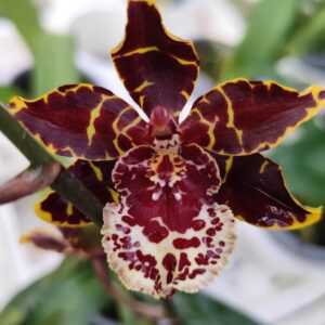 C15-Colmonara”Carmela”-piante con e senza fiori nel vaso 12 cm.