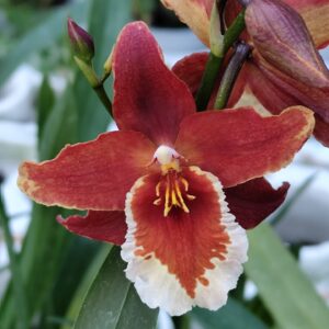C15-Odontoglossum”Inferno”-con e senza fiori nel vaso 12 cm.