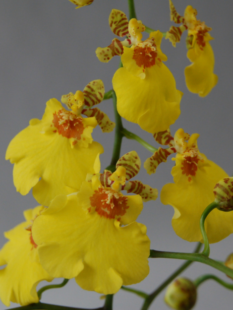 oncidium_compact