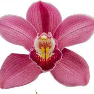 D5-Cymbidium Midi”Fashion Show”-vaso 14 cm.-piante giovani pronte alla prima fioritura