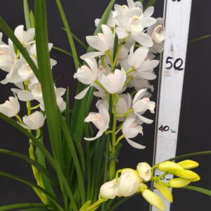 D4-Cymbidium-senza fiori-vaso 14 cm.- colore bianco