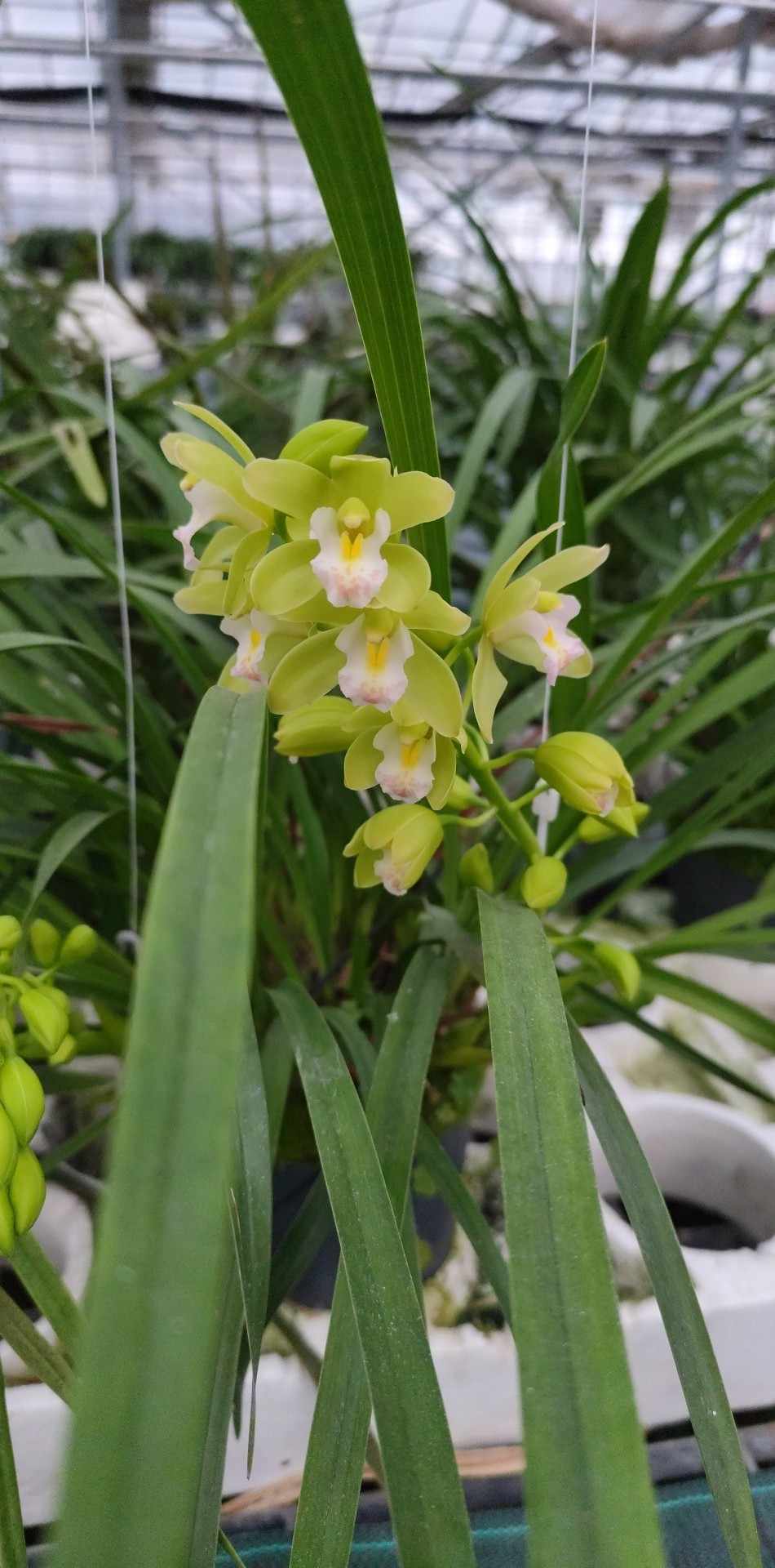 Business Suite_creation_1828430924536164