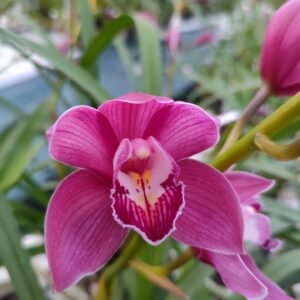 D5-Cymbidium standard”Fashion Show”-vaso 14 cm.-piante con e senza fiori