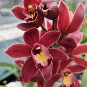 D5-Cymbidium Mini”Ivy Fung Red Radiance”-vaso 14 cm.-piante giovani con e senza fiori