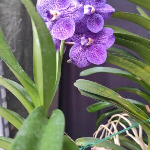 D3-Vanda gigante con keiki-pianta N.13
