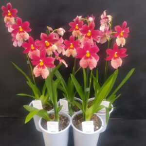D7-Cambria Nelly-tre varieta’ disponibili- vaso 12 cm- 1 ramo-PROFUMATE!!!!!!!
