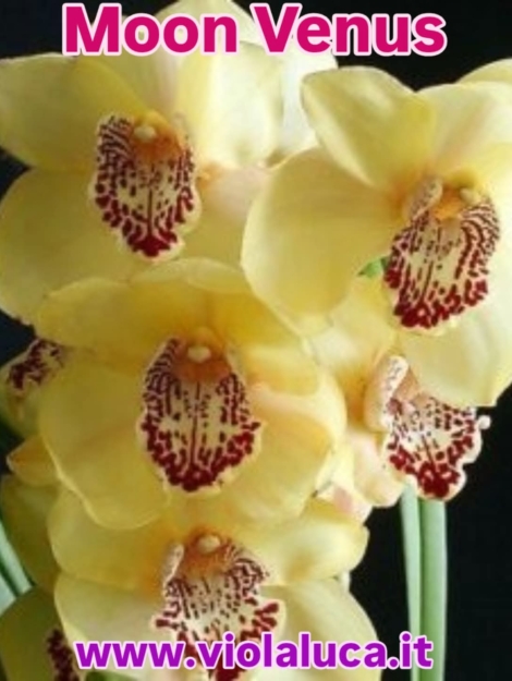 IMG-20250726-WA0014