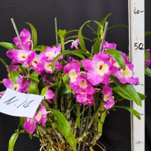 Dendrobium Nobile- Varieta’ esclusive ” violaluca orchidee”-pianta n.14