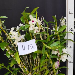 Dendrobium Nobile- Varieta’ esclusive ” violaluca orchidee”-pianta n.15