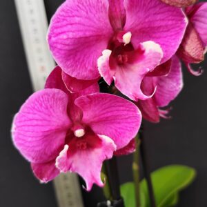 D7-Phalaenopsis “Black Bear”-vaso 12 cm.- due rami