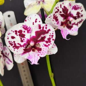 D7-Phalaenopsis “Expressions”-vaso 12 cm.- due rami