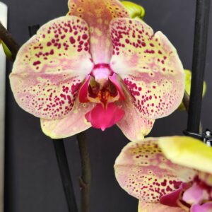 D7-Phalaenopsis “Bambi”-vaso 12 cm.- due rami
