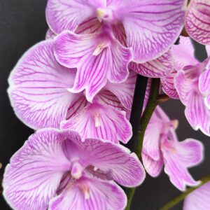 D7-Phalaenopsis “Gentle Whistler”-vaso 12 cm.- due rami