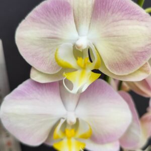 D7-Phalaenopsis “Rapunzel”-vaso 12 cm.- tre rami !!!