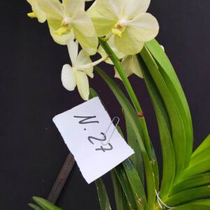D3-Vanda gigante con keiki-pianta N.27