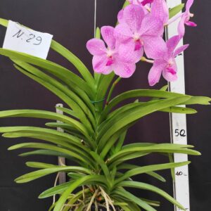 D3-Vanda gigante con keiki-pianta N.29-SENZA FIORI !!!