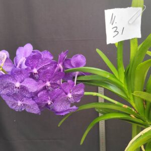 D3-Vanda gigante con keiki-pianta N.31