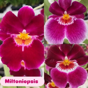 D7-Miltoniopsis- colore rosso- vaso 12 cm.- 1 ramo-Profumate !!!