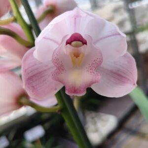 D8-Cymbidium Midi “Hallelujah”-vaso 14 cm-senza fiori-taglia XL