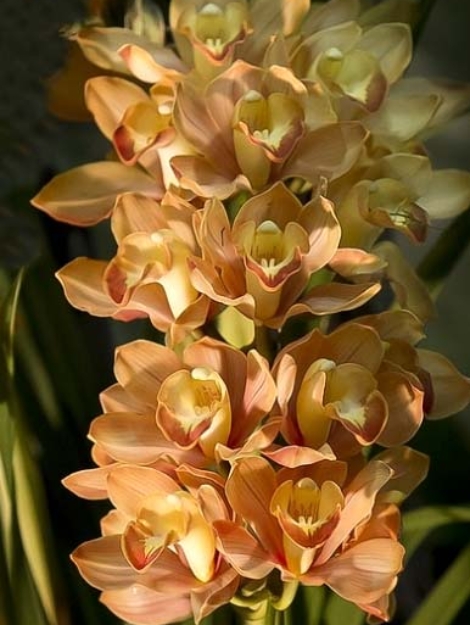 WhatsApp Image 2025-05-19 at 07.08.56