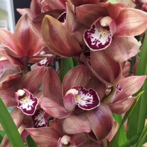 D8-Cymbidium Midi “Flying Sue”-vaso 14 cm-pronta a fiorire prossimo inverno